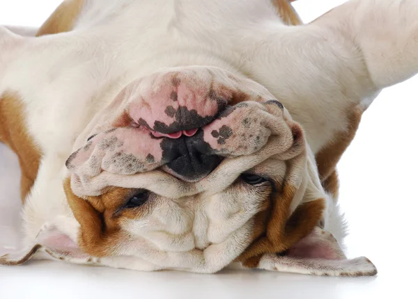 Fåniga bulldog — Stockfoto