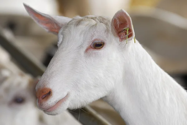 Süt keçi — Stok fotoğraf