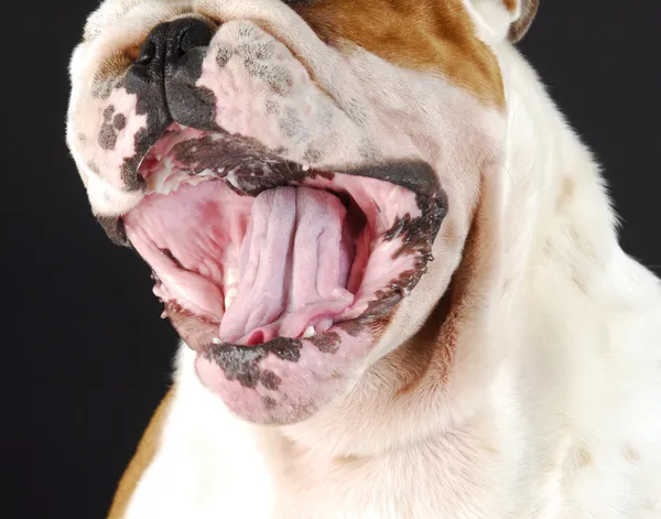 Bulldog mond — Stockfoto