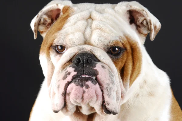 Engelse Bulldog — Stockfoto