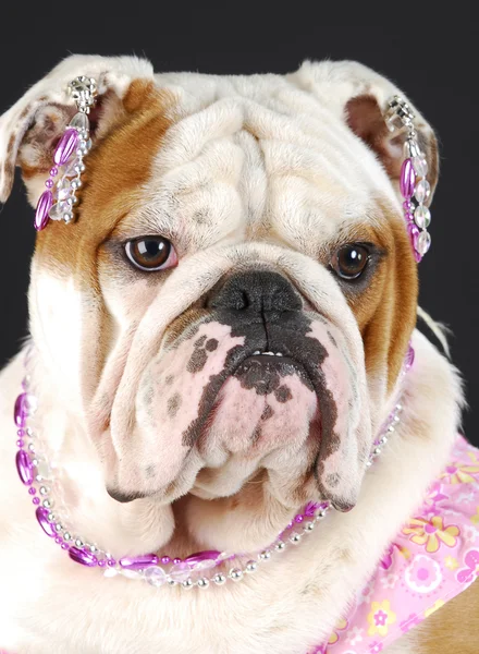 Kvinnliga engelska bulldog — Stockfoto