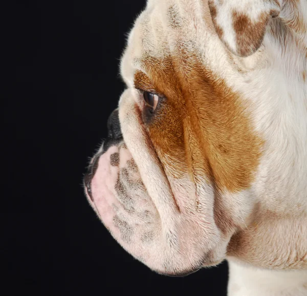 Engelsk bulldogg profil — Stockfoto