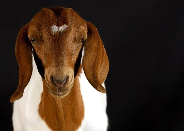 Retrato de cabra — Foto de Stock