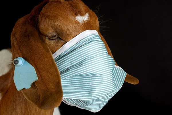 Animal health — Stock Photo, Image