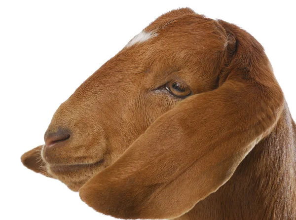 Goat portrait — Stock Photo, Image