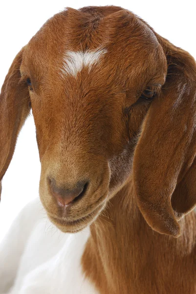 Goat doeling — Stock Photo, Image