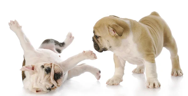 Puppies playing — Stock Photo, Image