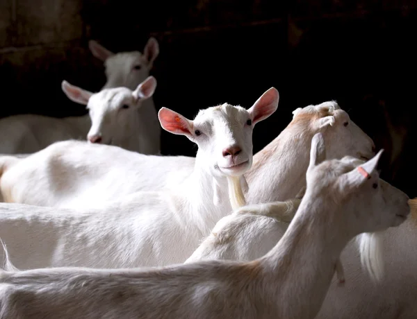 Dairy goat herd — Stock Photo, Image