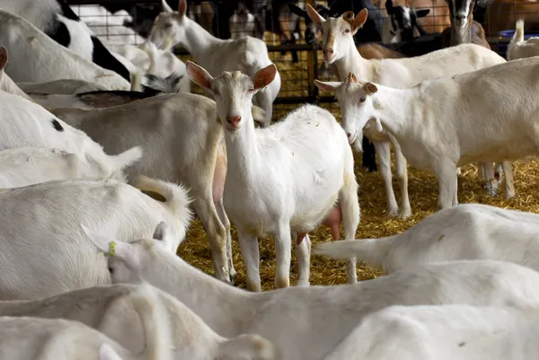 Dairy goat farming — Stock Photo, Image