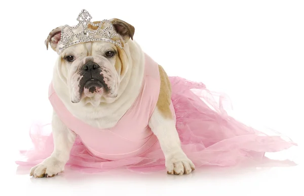 Spoiled dog Royalty Free Stock Images