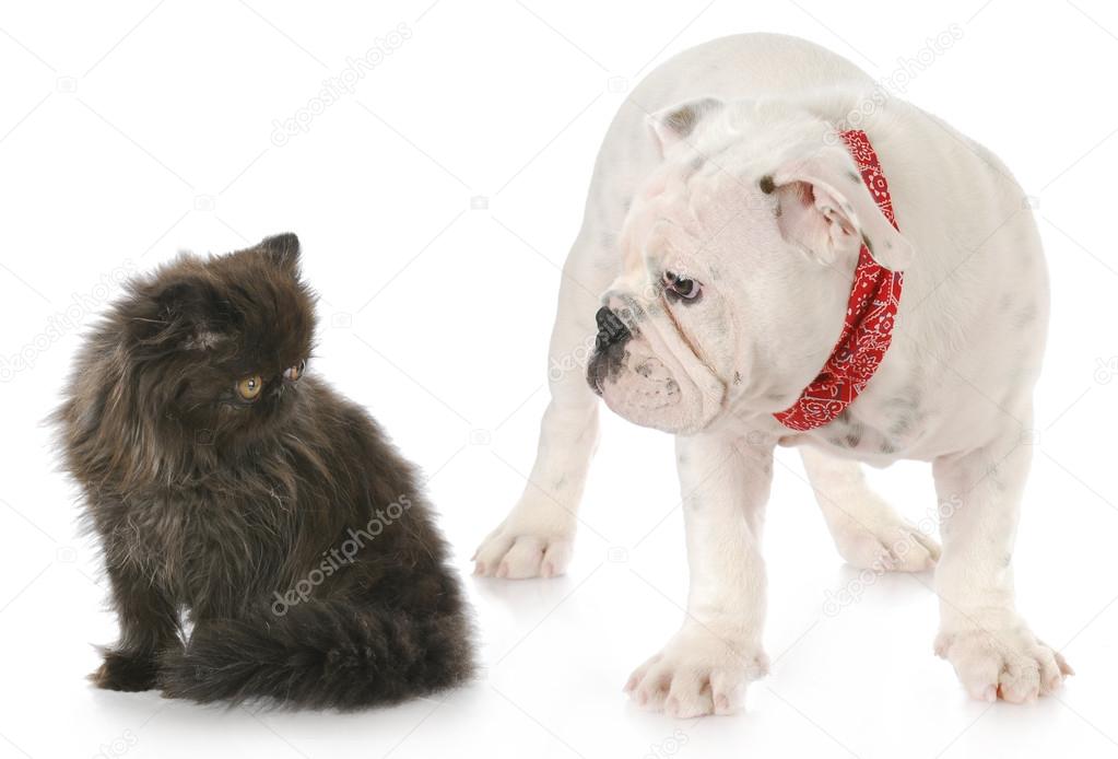 puppy and kitten