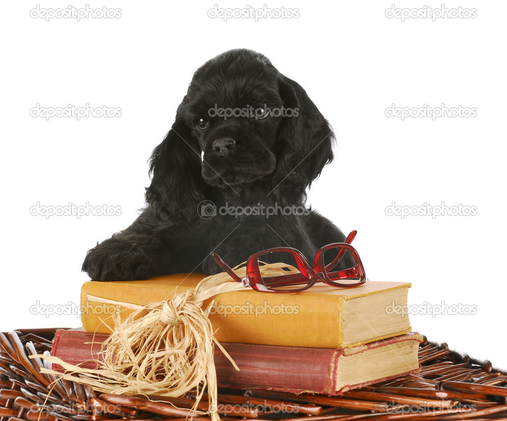 puppy with books