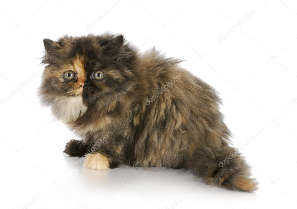 Tortoiseshell Persian Kittens For Sale Persian Kitten — Stock