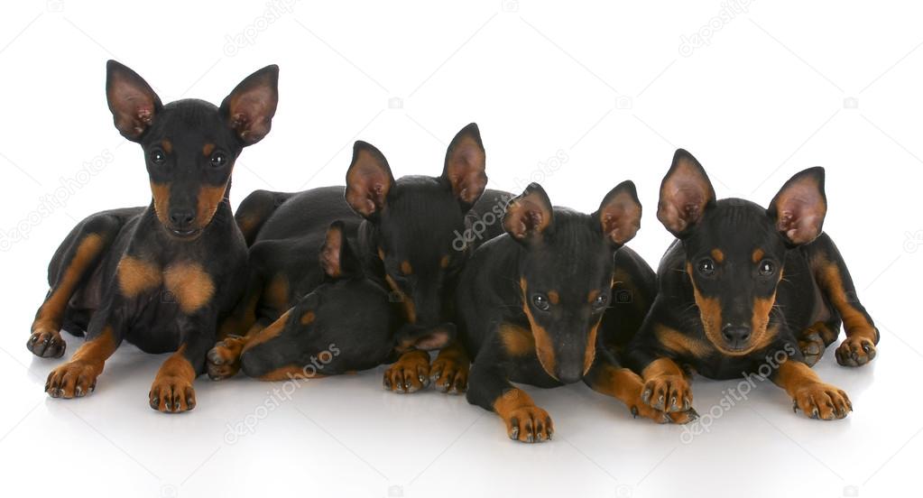 litter of five puppies