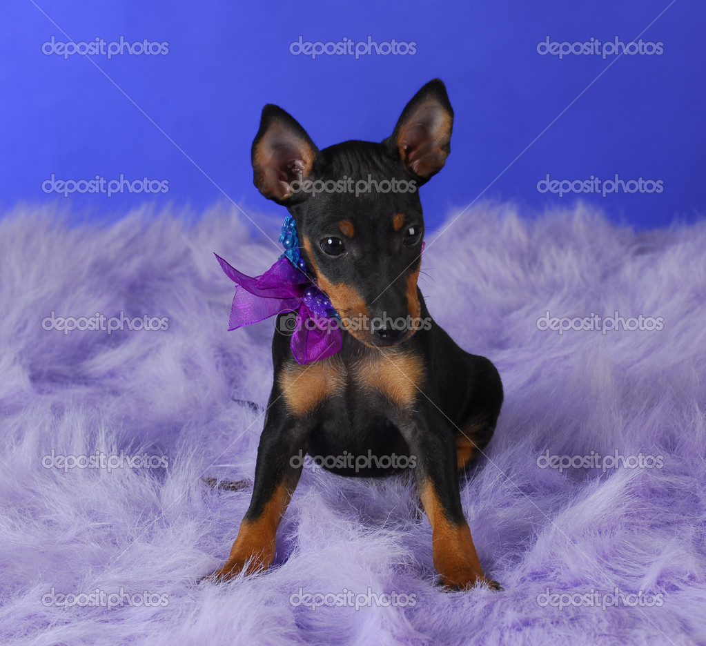 Puppy English Manchester Terrier English Toy Manchester Terrier