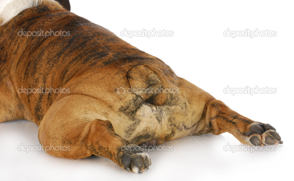 Dog stretched out — Stock Photo © willeecole 13924245