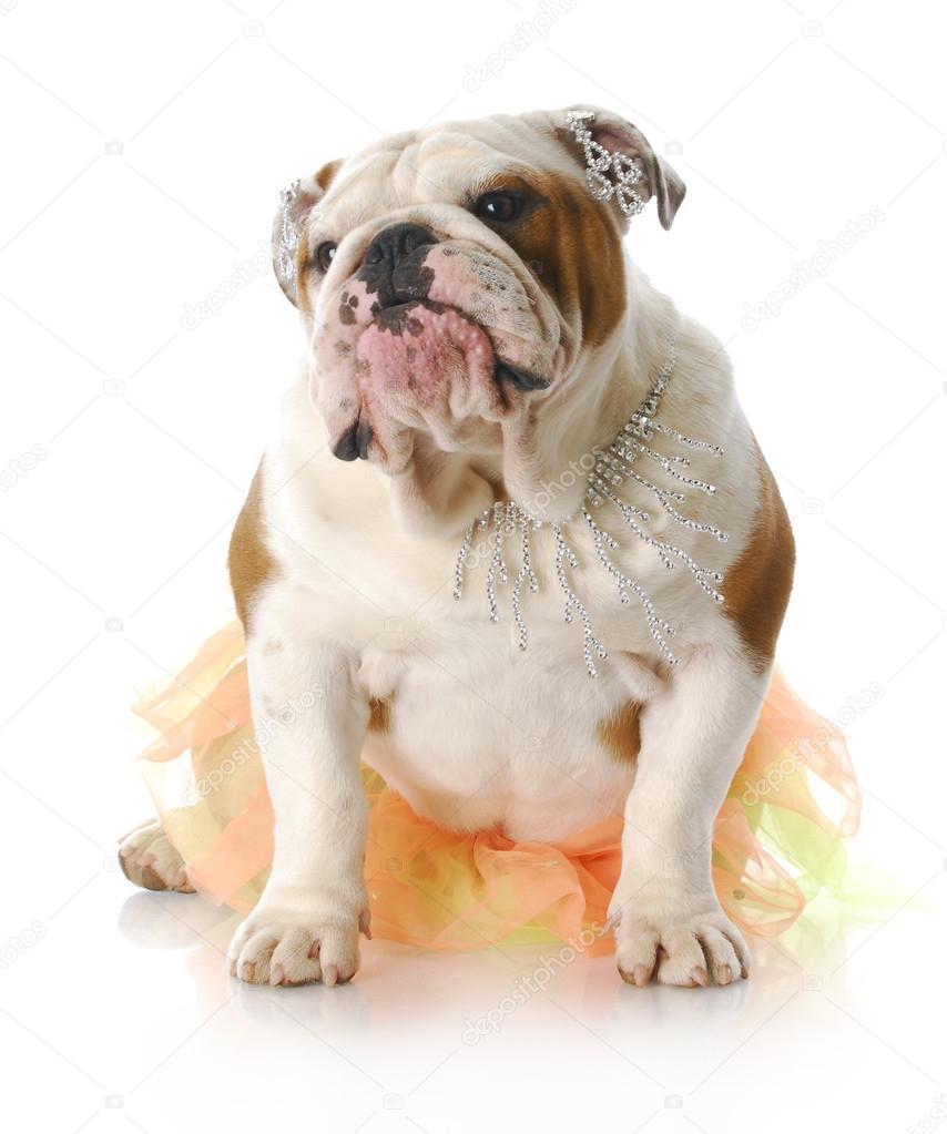 funny-female-dog-atelier-yuwa-ciao-jp