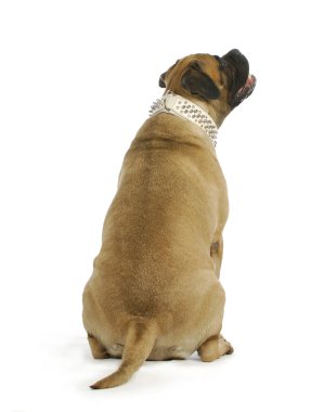 Köpek yukarı bakıyor.