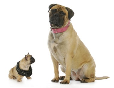 big and small dog clipart