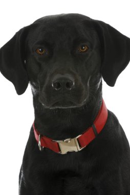 siyah köpek portre