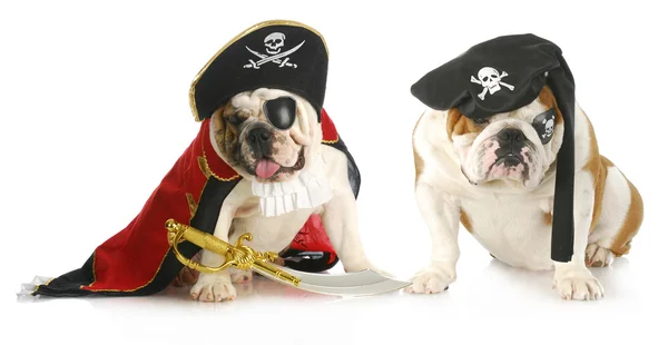 Dog pirates — Stock Photo, Image