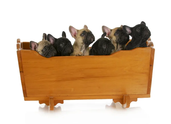 Litter of puppies — Stock Photo, Image