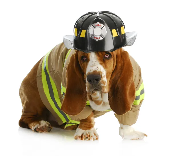 Dog firefighter — Stock Photo, Image