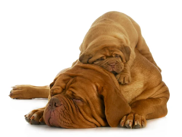 Madre y cachorro — Foto de Stock