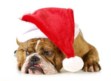 Noel köpek