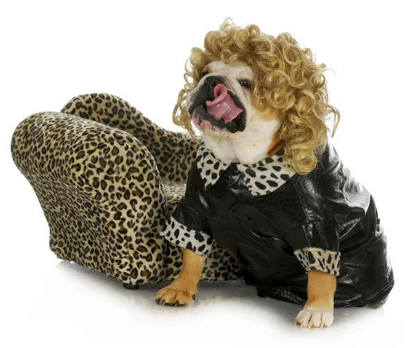 Female bulldog — Stock Photo, Image