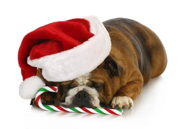Noel Köpeği