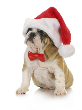 Noel köpek yavrusu