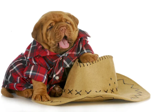 Country dog — Stock Photo, Image