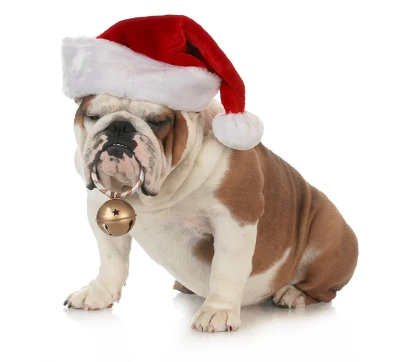 Christmas dog — Stock Photo, Image