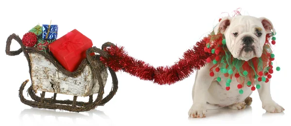 Cane tirando slitta di Natale — Foto Stock