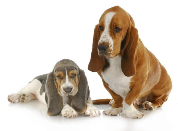 Två basset hounds — Stockfoto