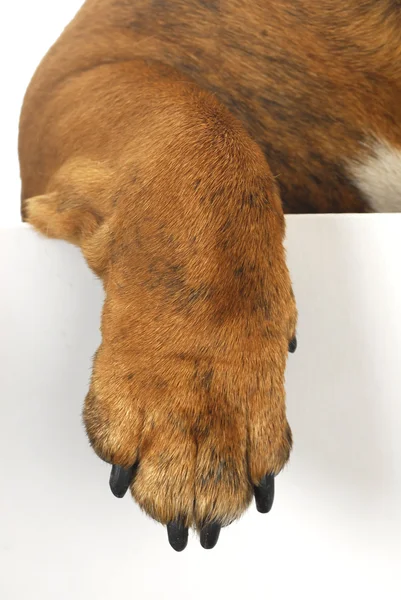 Dog paw — Stock Photo, Image