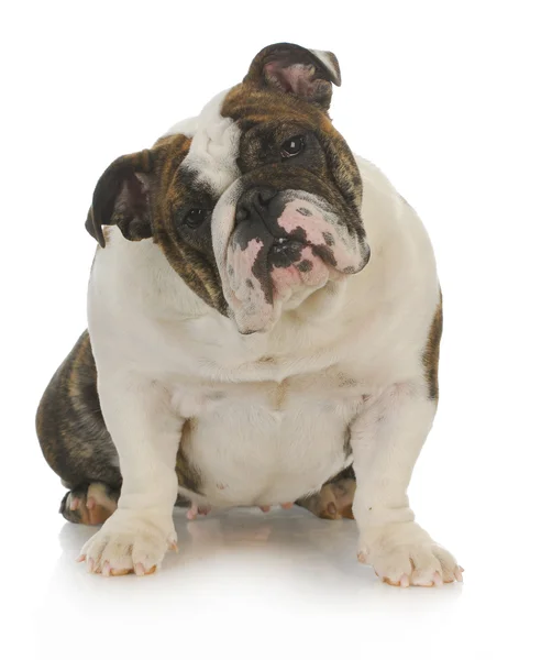 Engelse Bulldog — Stockfoto