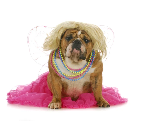 Female dog — Stock Photo, Image