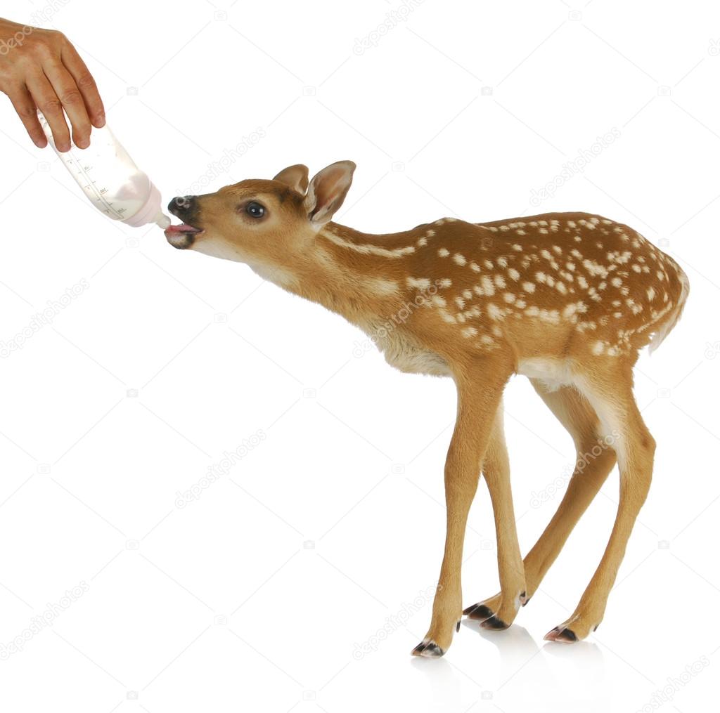 hand raising fawn