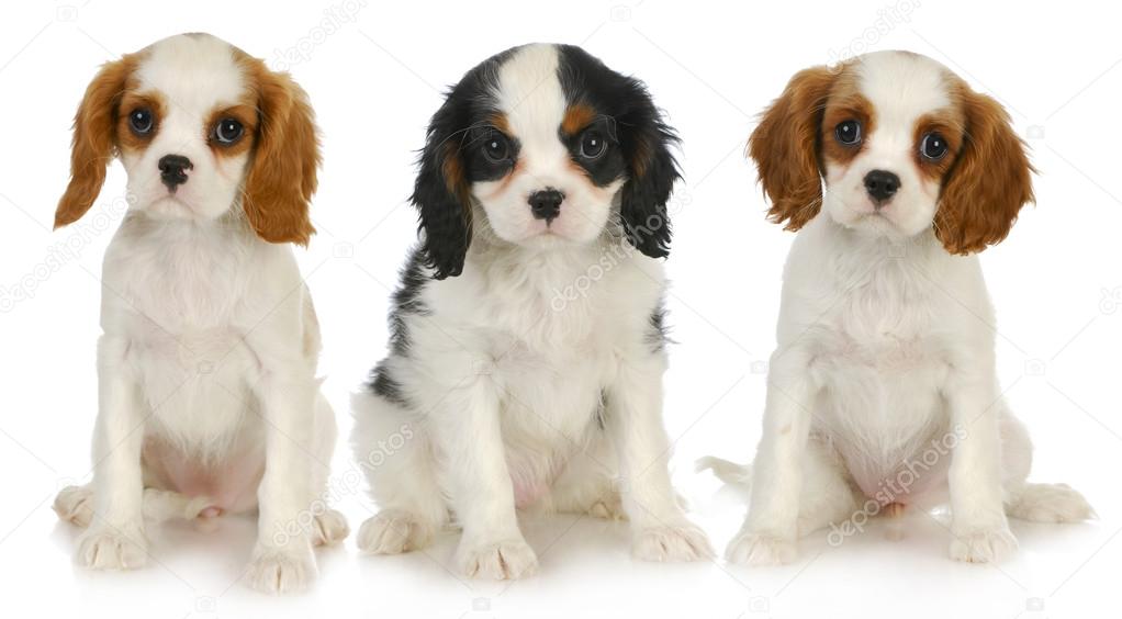 three puppies