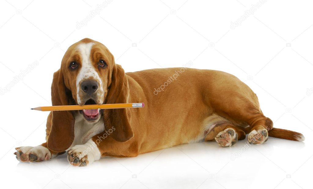 Dog holding pencil Stock Photo by ©willeecole 15313851