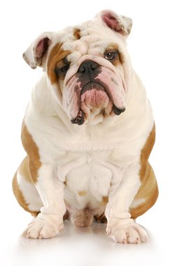 çirkin köpek