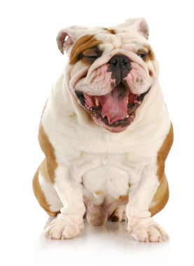gülen köpek