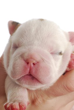One week old puppy