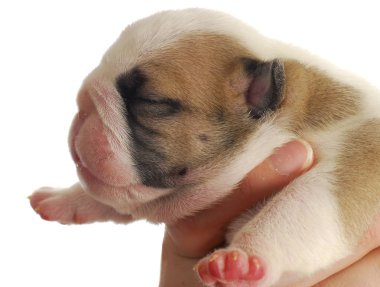 One week old puppy