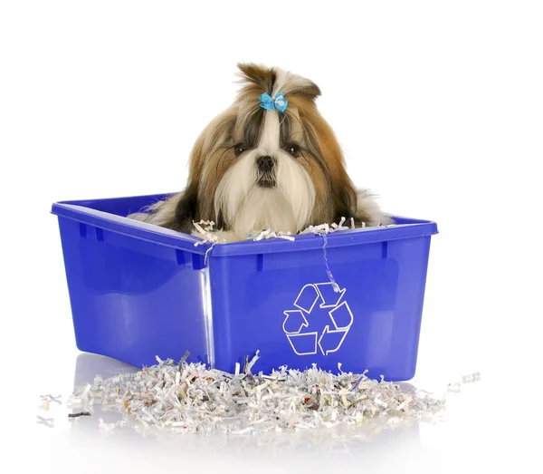 Geri dönüşüm kutusu içinde köpek yavrusu — Stok fotoğraf