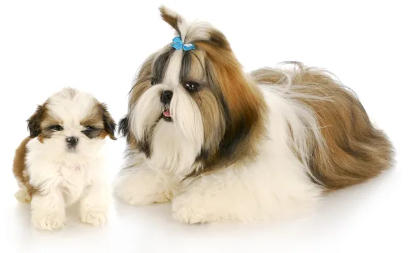 Matka a štěně — Stock fotografie