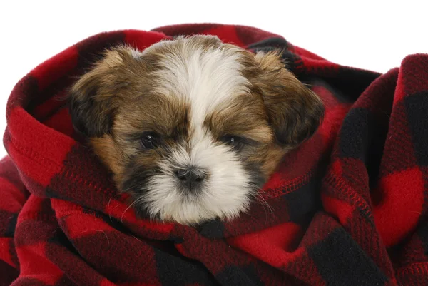 Schattig puppy — Stockfoto