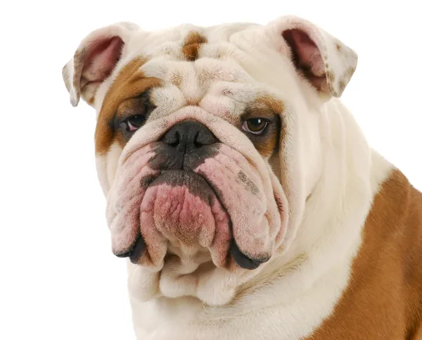 Bulldog porträtt — Stockfoto